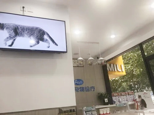 杭州安思宠物医院