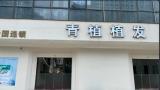 淮安青植植发医疗美容门诊部-医院LOGO