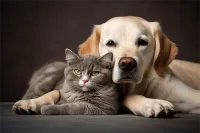 折耳朵猫价格(折耳猫价钱多少)