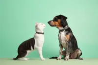 巨型贵宾犬价格6(巨型贵宾犬是禁养犬吗)