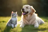 昆明英短猫价格表(昆明英短猫纯种)