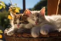猫渐层价格(渐层猫咪价格)
