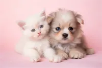 2025年成都簇桥街道拉布拉多犬兽医在线咨询服务