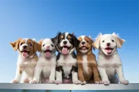 恶霸犬微体价格(恶霸犬微体标准)