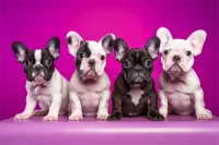 土松狮犬价格(土松狮和松狮犬是一样的吗)