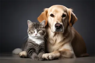 2025年成都保和街道贵宾犬宠物医院在线咨询免费
