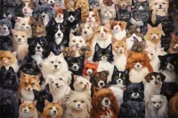 2025年成都红牌楼街道比熊犬宠物医院核磁共振设备哪家好