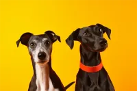 2025年成都玉林街道拉布拉多犬宠物医院手术纪实