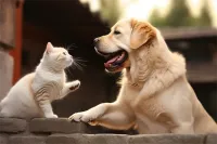 丹犬价格(大丹犬多少钱)