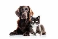 2025成都青龙街道巴哥犬兽医站收费标准