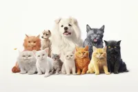 Ȯг۸Ƕ(г۸)