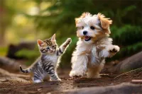 成年马犬价格(成年马犬价格一般多少)