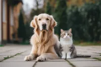 ʨȮͼƬ۸(ʨȮͼƬ۸ͼƬ)