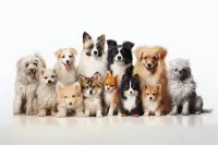 2025年成都玉林街道巴哥犬24小时宠物医院周边