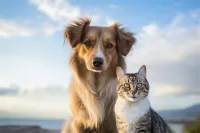 2025年成都红牌楼街道美国短毛猫协和宠物医院连锁
