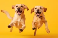 2025年成都望江路街道比熊犬宠物医院实习生培训