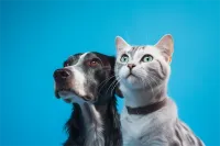 短耳猫价格(美短虎斑折耳猫价格)
