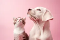 杭州杜宾犬价格(杭州杜宾犬多少钱一只)