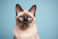 èè۸(èè۸)