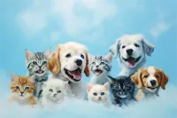 上海母猫绝育价格(上海给猫做绝育的医院)