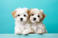 2025年成都华兴街道博美犬宠物医生薪资待遇