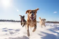 2025年成都华兴街道法国斗牛犬宠物医院手术价目表