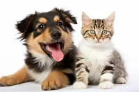 喜乐蒂牧羊犬小犬价格(喜乐蒂牧羊犬小犬价格及图片)