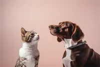 2025成都簇桥街道玳瑁猫良心宠物医院