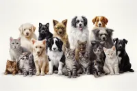 2025年成都金花桥街道博美犬宠物医院排名
