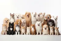 2025年成都双桥子街道柯基犬网上宠物医院在线咨询服务