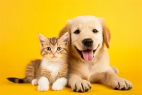 2025年成都华兴街道英国短毛猫宠物医院系统升级
