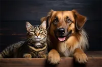 泰迪种犬价格及图片(泰迪种狗多少钱一只)