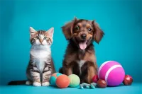 白毛寻回犬价格(白毛犬品种及图片)