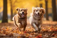 2025年成都晋阳街道拉布拉多犬宠物医院价目表
