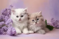 ķļ۸(ķļ۸ͼƬ)
