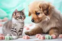 虎斑法牛犬价格(虎斑法牛贵吗)