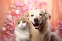 С۸(۸)