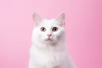 合肥狗的价格多少(合肥 宠物狗 价格)