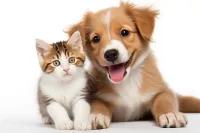 猫咪一般都是什么价格(猫咪一般什么价位)