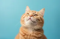 英格兰折耳猫价格(英格兰折耳猫多少钱一只)
