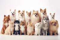 2025成都保和街道玳瑁猫宠物医院手术价目表