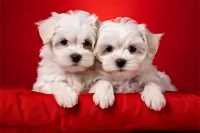 哈瓦那犬的价格(哈瓦那犬能长多大)