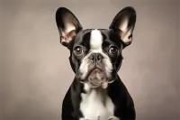 东莞金毛价格(东莞金毛犬价格)