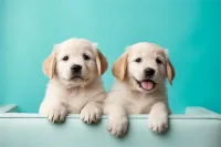 2025年成都二仙桥街道博美犬宠物医院价格表