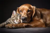 ȮȮļ۸(ȮȮ۸Ǯһֻ)