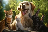 美卷猫价格多少(美国卷毛猫百度百科)