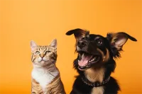 2025年成都二仙桥街道巴哥犬宠物医院实习生实训