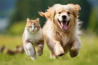 2025年成都簇桥街道拉布拉多犬宠物医院手术纪实