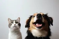 Ȯ۸(Ȯ۸)